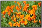 【拥抱春天】加州罂粟花 - California Poppies