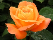 【中秋赏花】　羞嘀嘀的玫瑰，娇艳艳地开