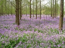 紫金草